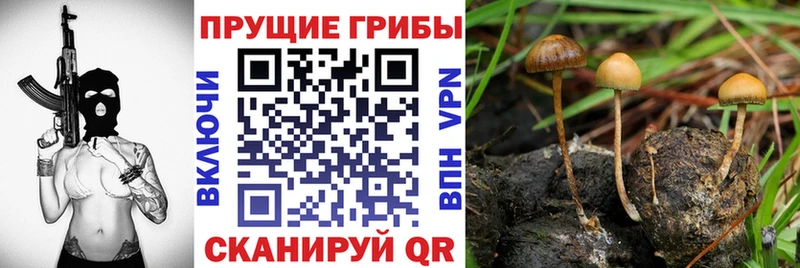 наркотики  Сосногорск  Псилоцибиновые грибы мухоморы 
